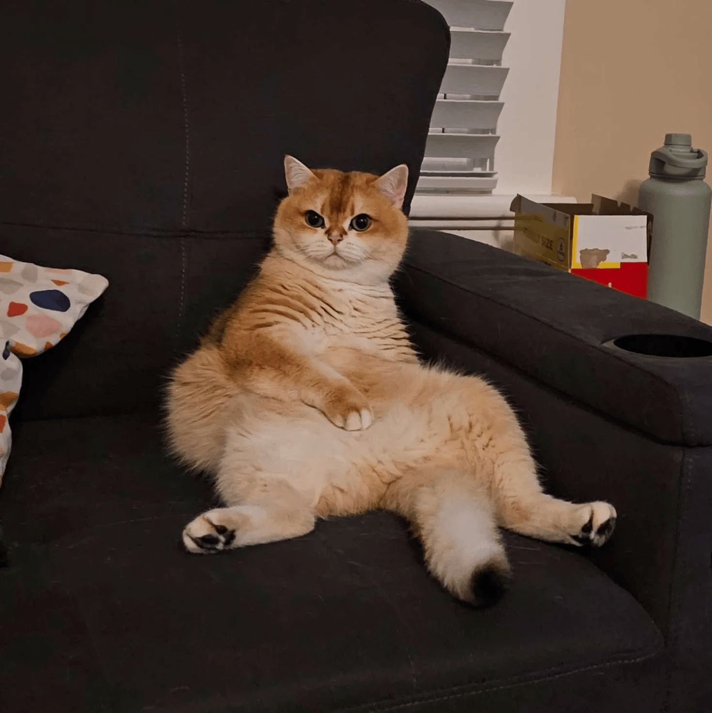 Mochi