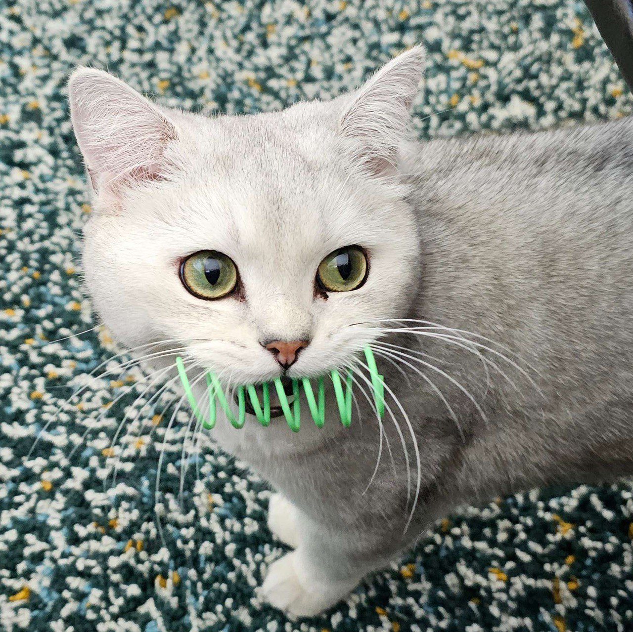 Nori